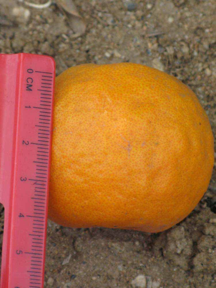            Fruit (Riverside, CA)   